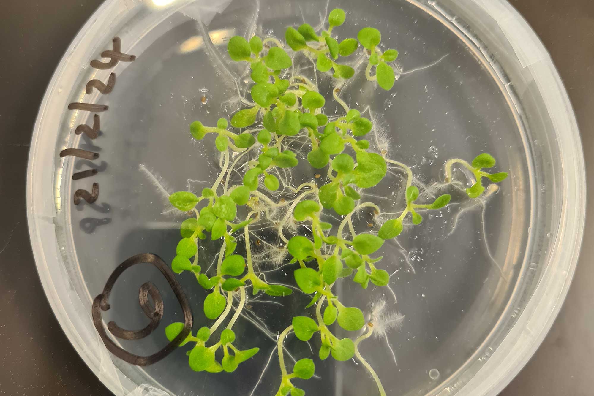 Could plants help us produce vaccines differently?