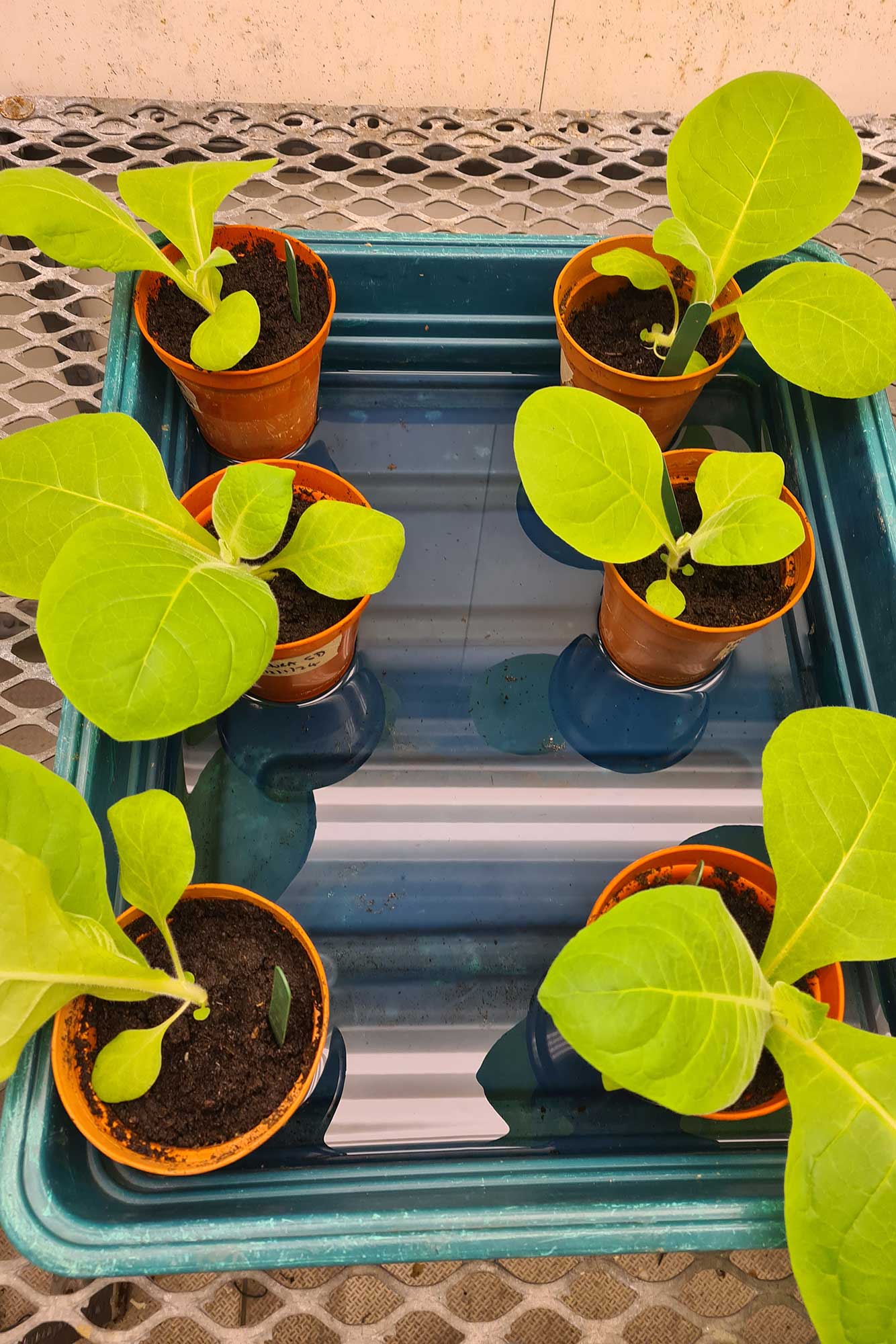 Young tobacco plants growing in pots for research
